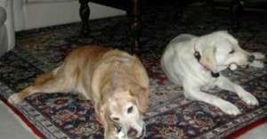 image-dogs
