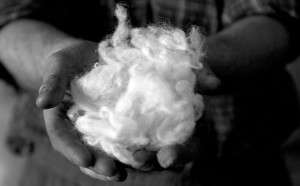 raw wool